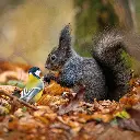 GEO-Doppelkarte »Meise und Eichhörnchen«