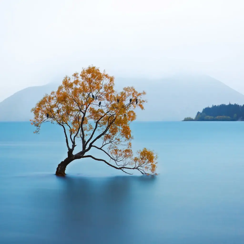 GEO-Doppelkarte »Wanaka-Bruchweide«