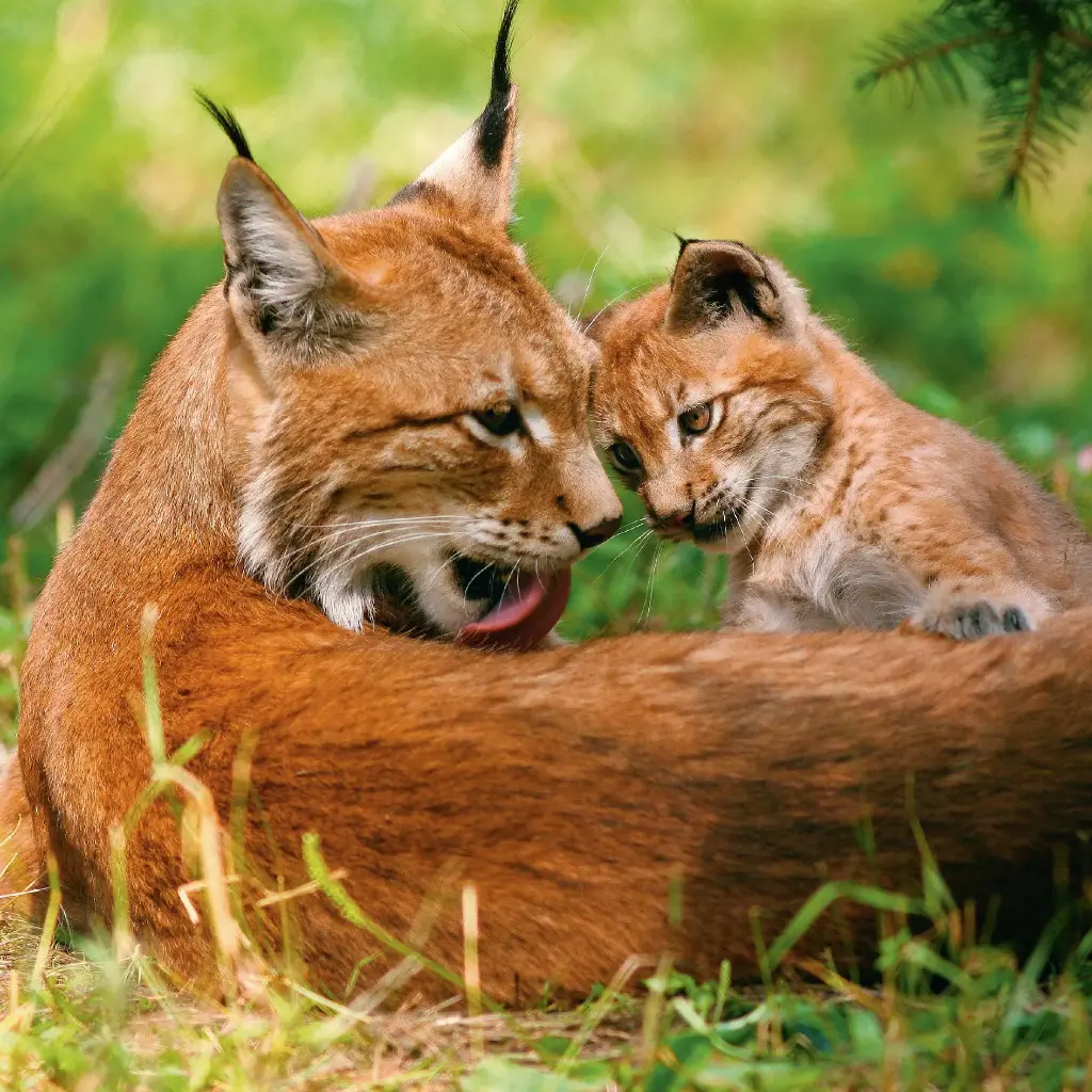 GEO-Doppelkarte »Europäischer Luchs«