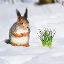 GEO-Doppelkarte »Eichhörnchen im Winter«