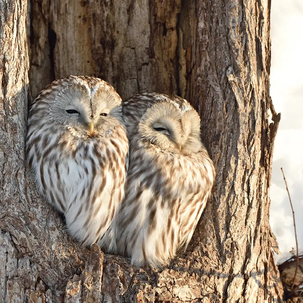 GEO-Doppelkarte »Eulen im Winter«