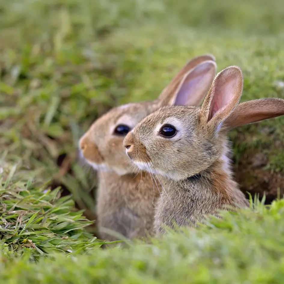 GEO-Doppelkarte »Hasenpaar«