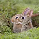 GEO-Doppelkarte »Hasenpaar«