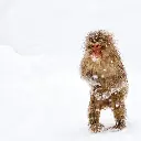 GEO-Doppelkarte »Äffchen«