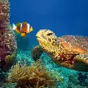 GEO-Doppelkarte »Fisch und Schildkröte«