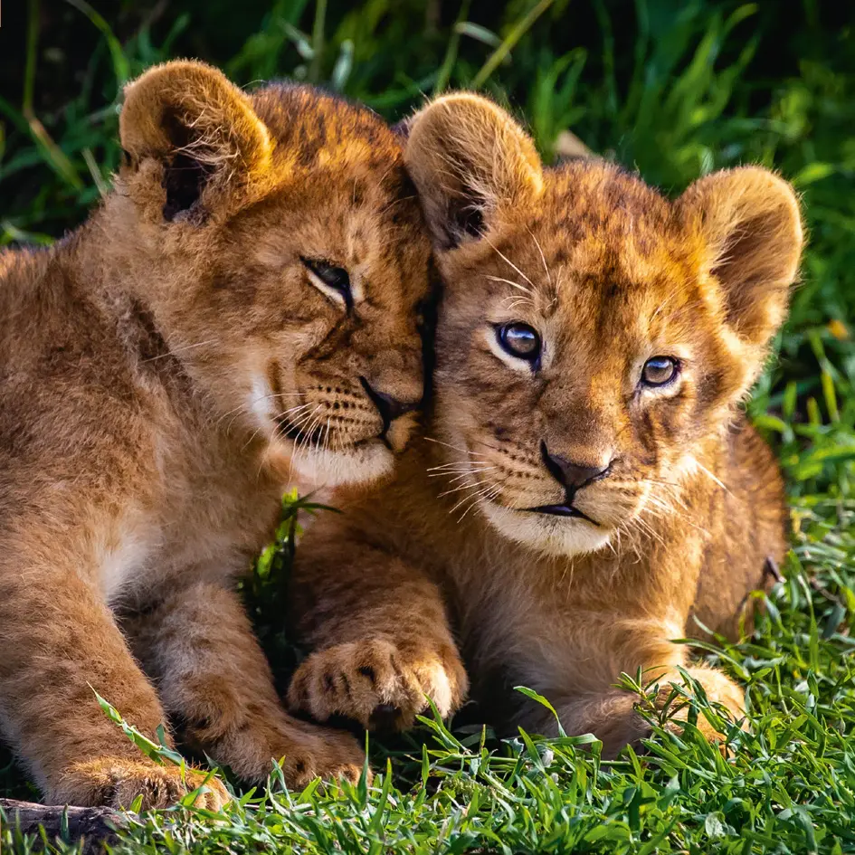 GEO-Doppelkarte »Löwenbabys«