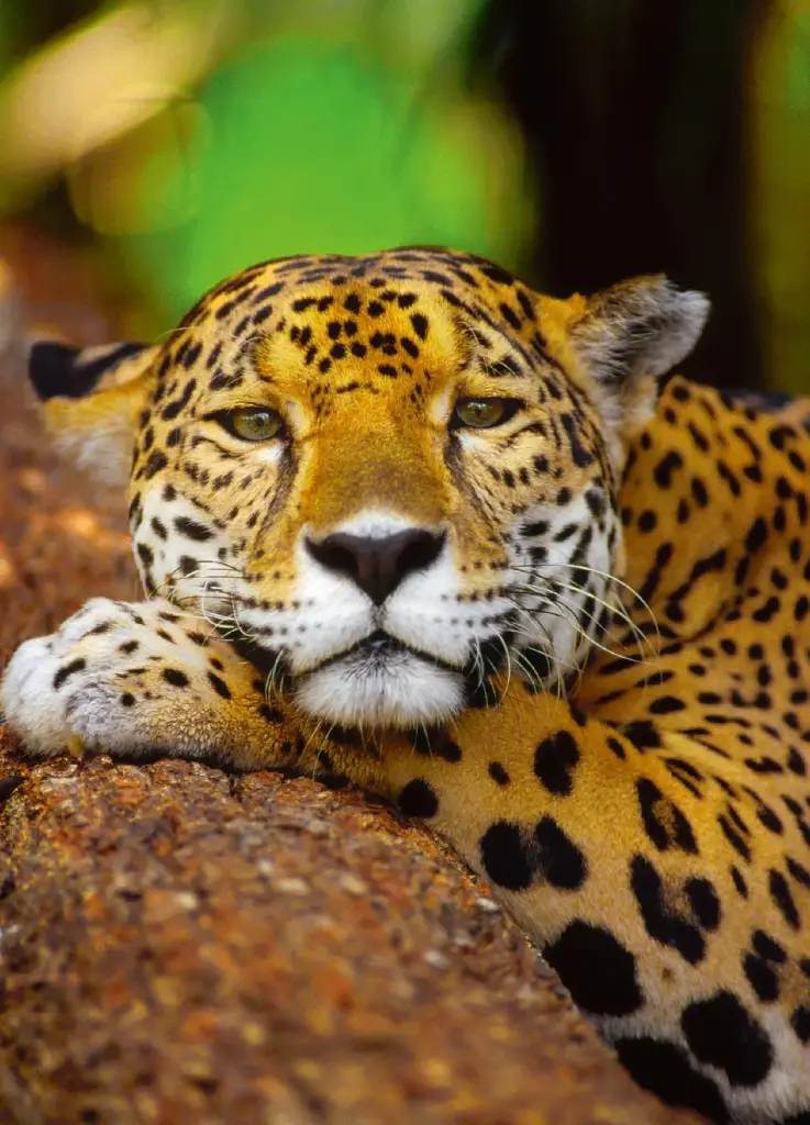 GEO-A6-Postkarte »Königsfell«