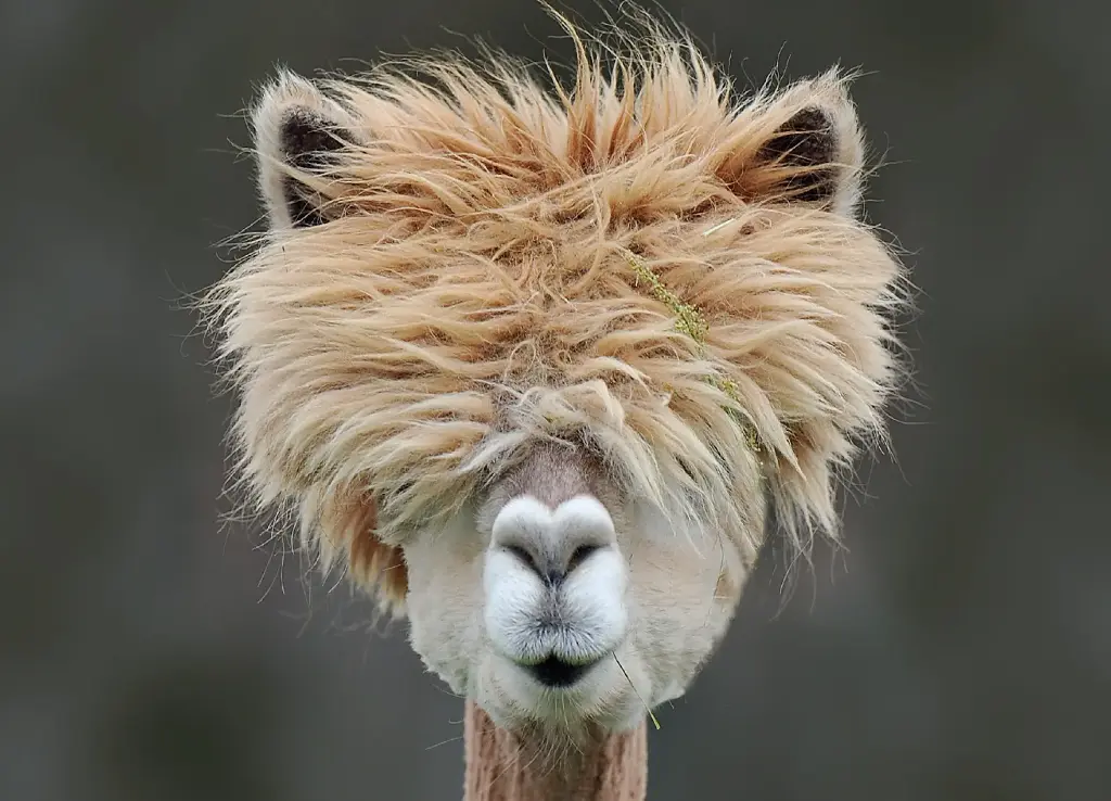 GEO-A6-Postkarte »Wolliges Neuweltkamel«