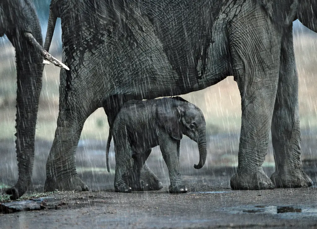 GEO-A6-Postkarte »Mutter macht's möglich«