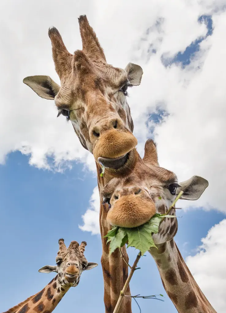 GEO-A6-Postkarte »Giraffen«