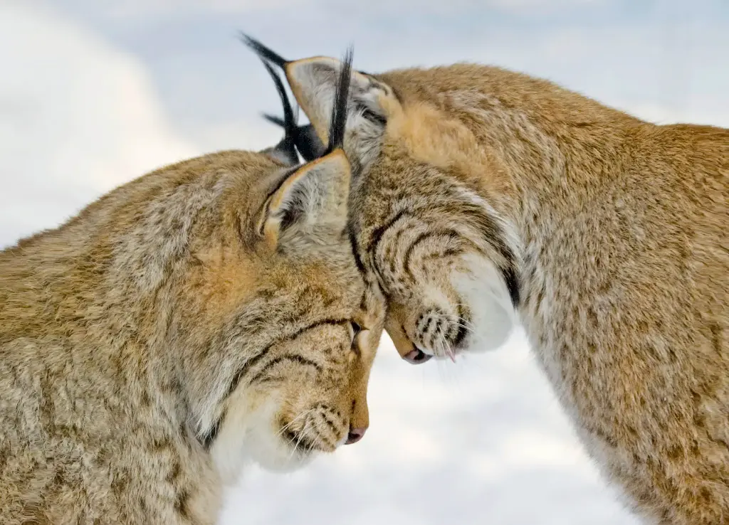 GEO-A6-Postkarte »Kopfzerbrechen«