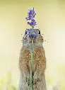 GEO-Postkarte »Blumenkind«