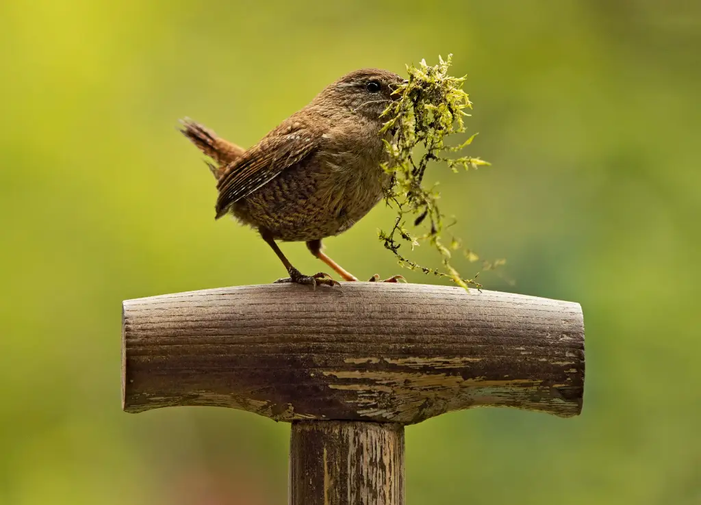 GEO-A6-Postkarte »Kleiner König«