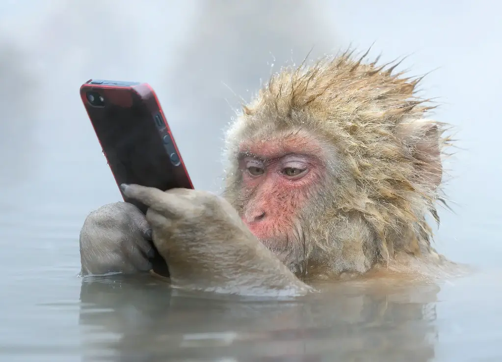 GEO-A6-Postkarte »Nachahmer«