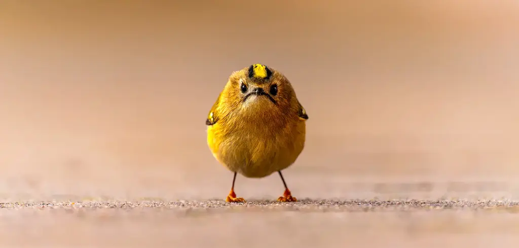 GEO-XXL-Postkarte »Wintergoldhähnchen«