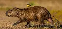 GEO-XXL-Postkarte »Wasserschwein mit Vogel«
