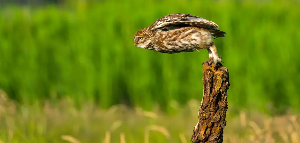 GEO-XXL-Postkarte »Steinkauz«