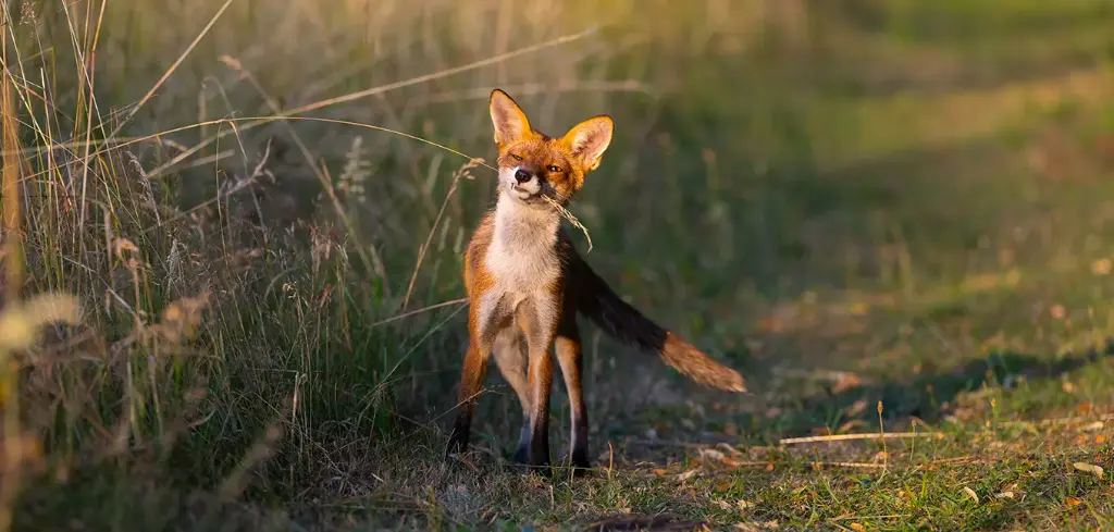 GEO-XXL-Postkarte »Fuchs«