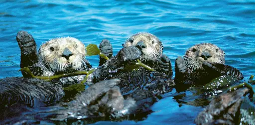 [GEO-XXL-211048] GEO-XXL-Postkarte »Nordpazifische Seeotter«