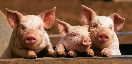 [GEO-XXL-211073] GEO-XXL-Postkarte »Riechkontakt«