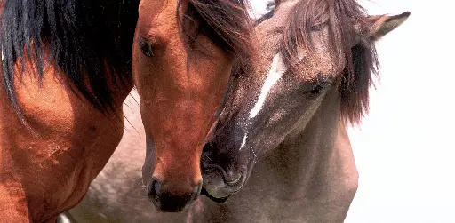 [GEO-XXL-211076] GEO-XXL-Postkarte »Körpersprache«