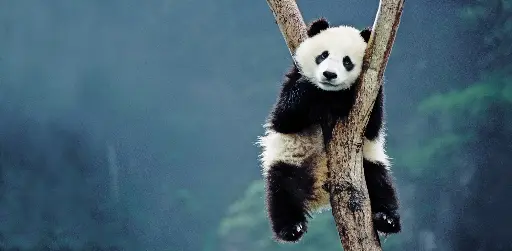 [GEO-XXL-211188] GEO-XXL-Postkarte »Bambusfresser«