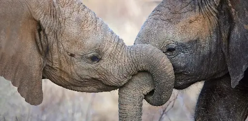 [GEO-XXL-211225] GEO-XXL-Postkarte »Rüsselgruß«