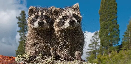 [GEO-XXL-211330] GEO-XXL-Postkarte »Scheinwäscher«