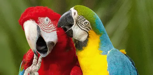 [GEO-XXL-211404] GEO-XXL-Postkarte »Bunte Vögel«