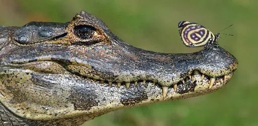 [GEO-XXL-211440] GEO-XXL-Postkarte »Krokodil und Schmetterling«