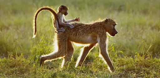 [GEO-XXL-211475] GEO-XXL-Postkarte »Reittier Mutter«