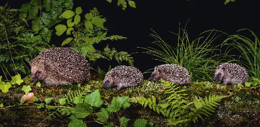 [GEO-XXL-211478] GEO-XXL-Postkarte »Igelschule«