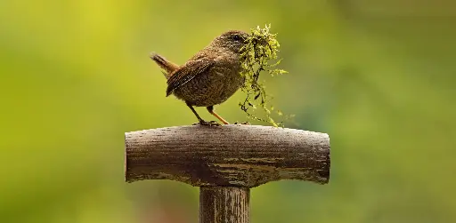 [GEO-XXL-211486] GEO-XXL-Postkarte »Kleiner König«