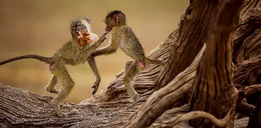 [GEO-XXL-211497] GEO-XXL-Postkarte »Affenpaar«