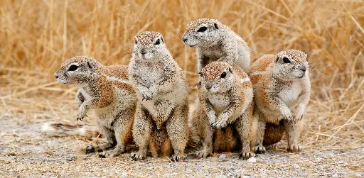 [GEO-XXL-211500] GEO-XXL-Postkarte »Kap-Borstenhörnchen«