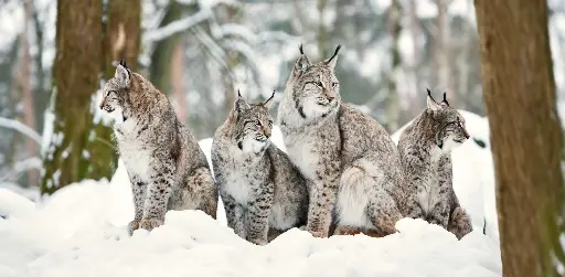 [GEO-XXL-211504] GEO-XXL-Postkarte »Junge Luchse«