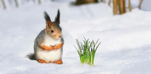 [GEO-XXL-211506] GEO-XXL-Postkarte »Eichhörnchen im Winter«