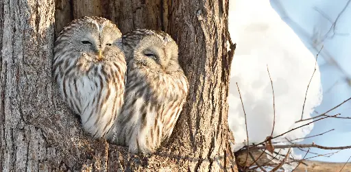 [GEO-XXL-211507] GEO-XXL-Postkarte »Eulen im Winter«