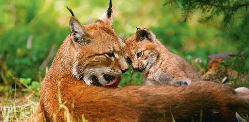 [GEO-XXL-211511] GEO-Postkarte »Europäischer Luchs«