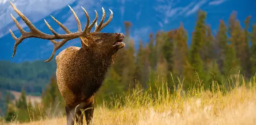 [GEO-XXL-211515] GEO-XXL-Postkarte »Brautschau«