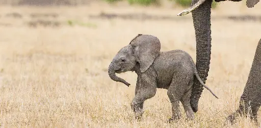 [GEO-XXL-211516] GEO-XXL-Postkarte »Mütterliche Schubkraft«