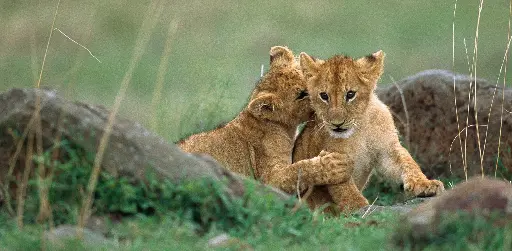 [GEO-XXL-211518] GEO-XXL-Postkarte »Katzenkindergarten«
