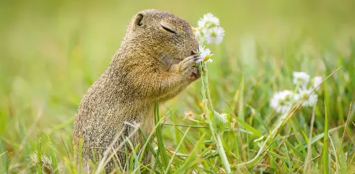 [GEO-XXL-211522] GEO-XXL-Postkarte »Ziesel«