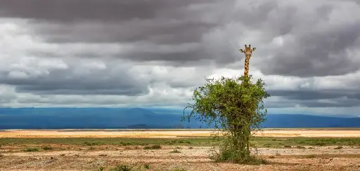 [GEO-XXL-211530] GEO-Postkarte »Giraffe«