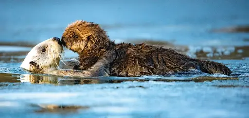 [GEO-XXL-211532] GEO-XXL-Postkarte »Seeotter«