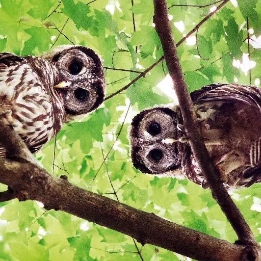 [GEO-DK-212006] GEO-Doppelkarte »Jäger der Nacht«