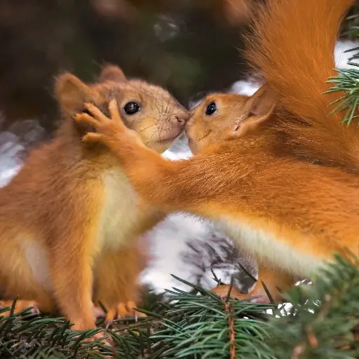 [GEO-DK-212080] GEO-Doppelkarte »Versteckspieler«