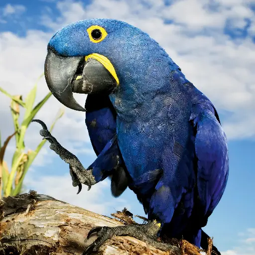 [GEO-DK-212102] GEO-Doppelkarte »Stark gefährdet«