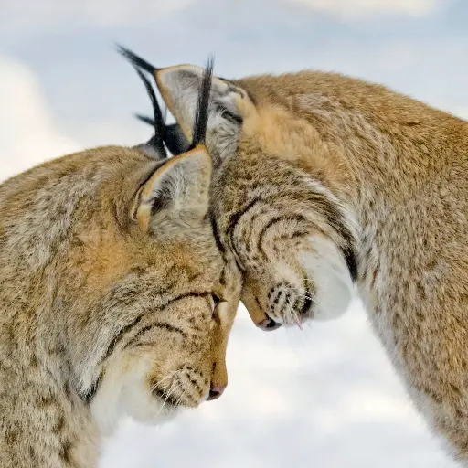 [GEO-DK-212119] GEO-Doppelkarte »Kopfzerbrechen«