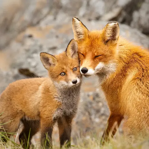 [GEO-DK-212125] GEO-Doppelkarte »Füchse«